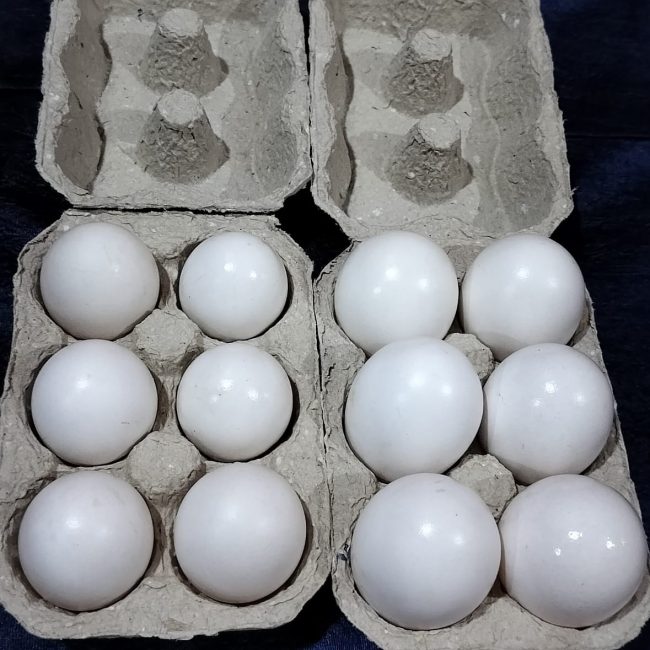 WhatsApp Image 2024-02-18 at 6.00.15 PM